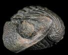 Large, Perfectly Enrolled Pedinopariops Trilobite - wide! #46340-1